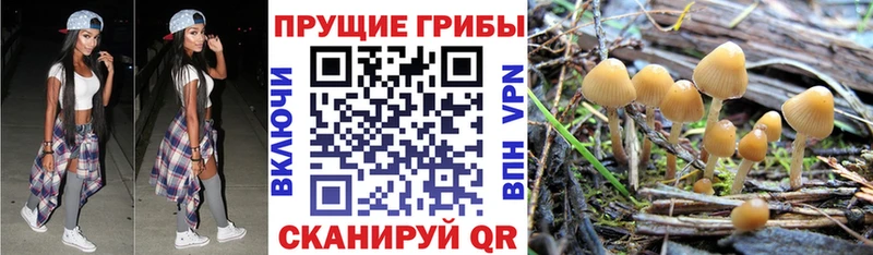 даркнет сайт  Льгов  Псилоцибиновые грибы Psilocybine cubensis 